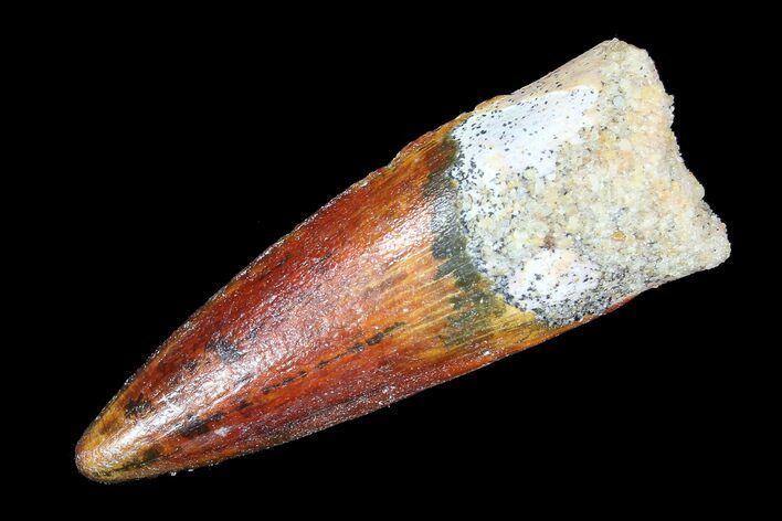 Juvenile Spinosaurus Tooth - Great Preservation #77748
